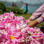 The Valley of Roses: The History of the Damascena Rose