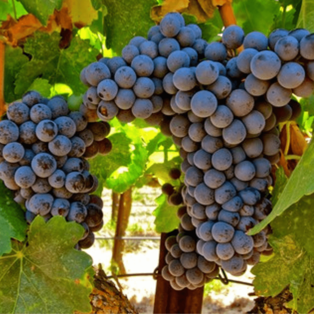 Testament Beauty Ancient Vine Vitality Face Serum